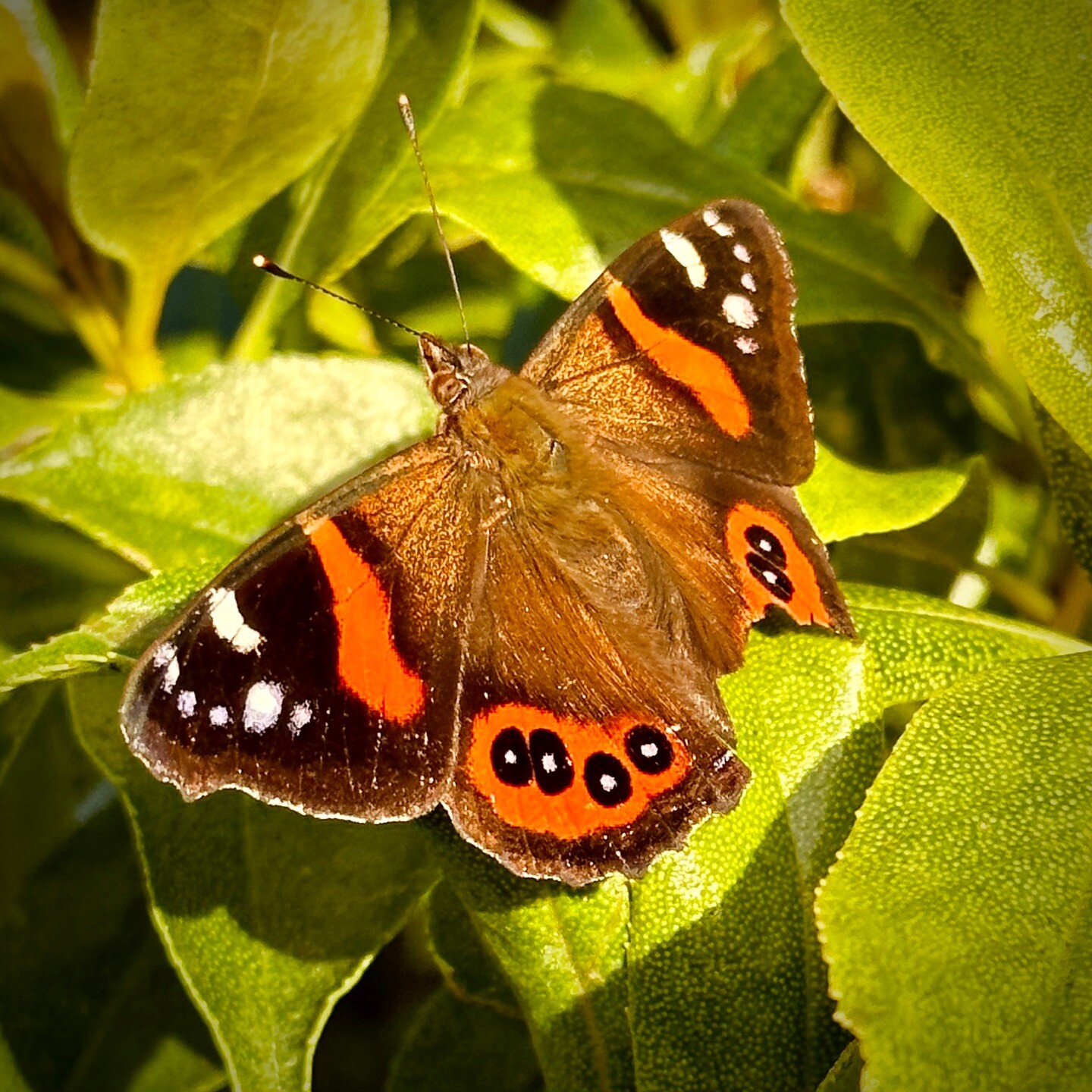 Red Admiral with it's wings open, on green leaves