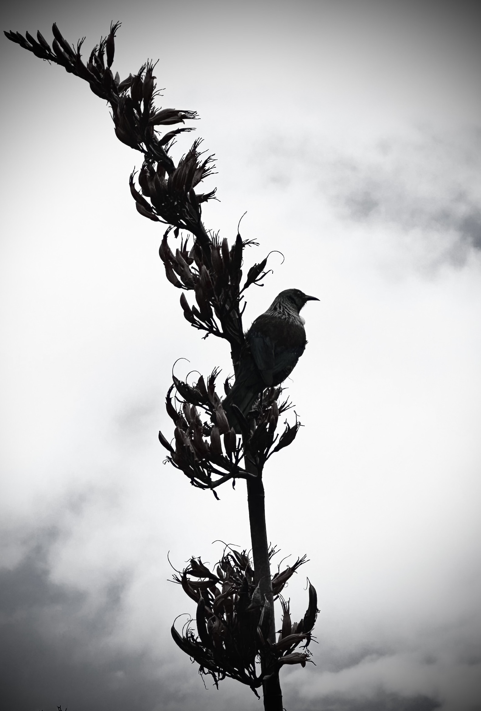 A New Zealand bird, the Tūī. Photographed in black and white
